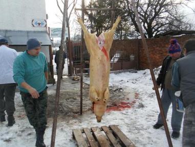 Fašiangová zabíjačka 2012 Fašiangová zabíjačka 2012