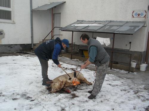 Fotogaléria Fašiangová zabíjačka (18. februára 2012) (12) Fašiangová zabíjačka (18. februára 2012)