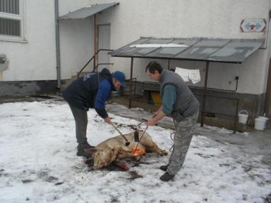 Fašiangová zabíjačka 2012 Fašiangová zabíjačka 2012