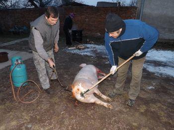 Fašiangová zabíjačka 2013 Fašiangová zabíjačka 2013