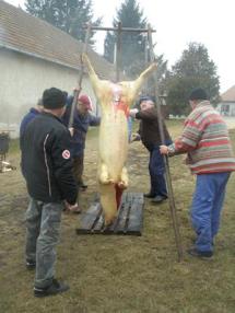 Fašiangová zabíjačka 2011 Fašiangová zabíjačka 2011