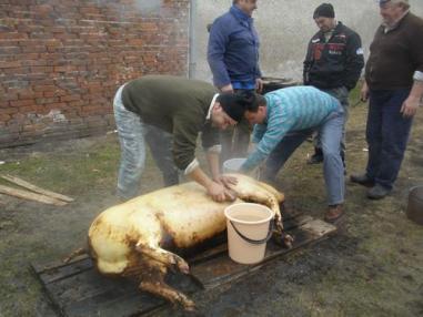 Fašiangová zabíjačka 2011 Fašiangová zabíjačka 2011