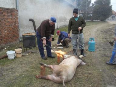 Fašiangová zabíjačka 2011 Fašiangová zabíjačka 2011
