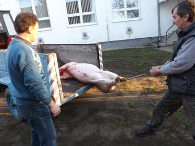 Fašiangová zabíjačka 2014 Fašiangová zabíjačka 2014