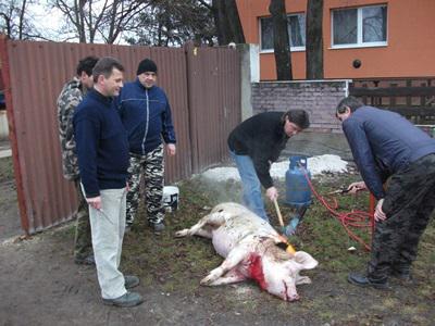 Fotogaléria Fašiangová zabíjačka (6. februára 2016) (12) Fašiangová zabíjačka (6. februára 2016)