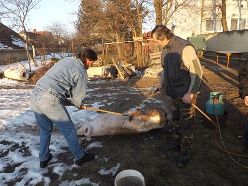 Fotogaléria Fašiangová zabíjačka (14. februára 2015) (10) Fašiangová zabíjačka (14. februára 2015)