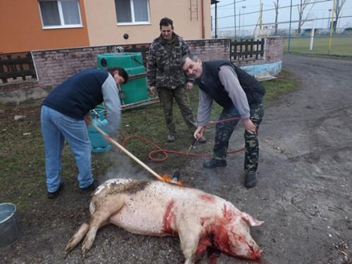 Fotogaléria Fašiangová zabíjačka (10. februára 2018) (25) Fašiangová zabíjačka (10. februára 2018)